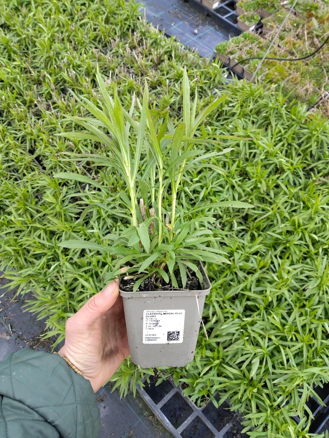 Piisku Moonlight Glory - 21. 4. 2026