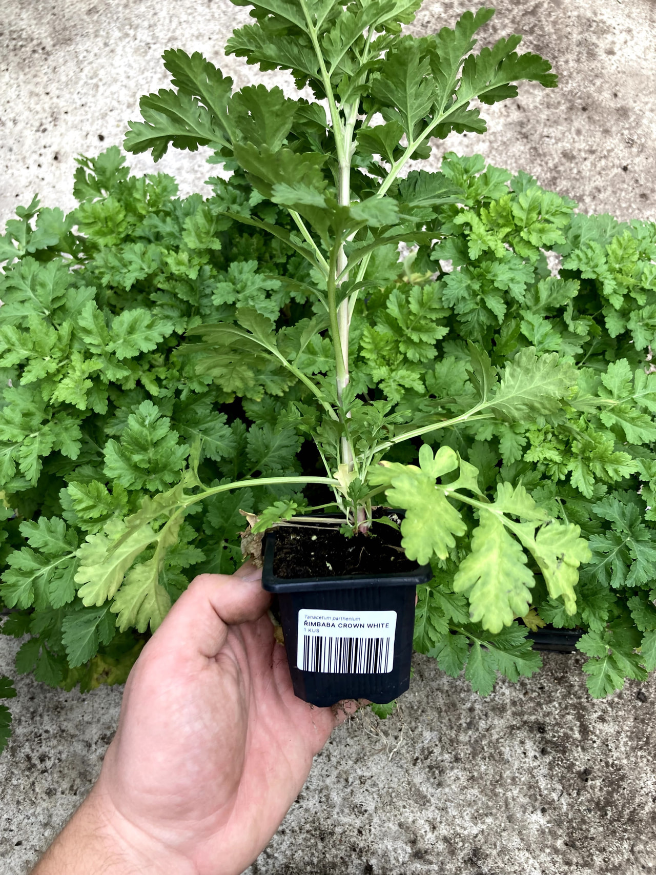 Reunuspietaryrtti Crown White, Loukykvět