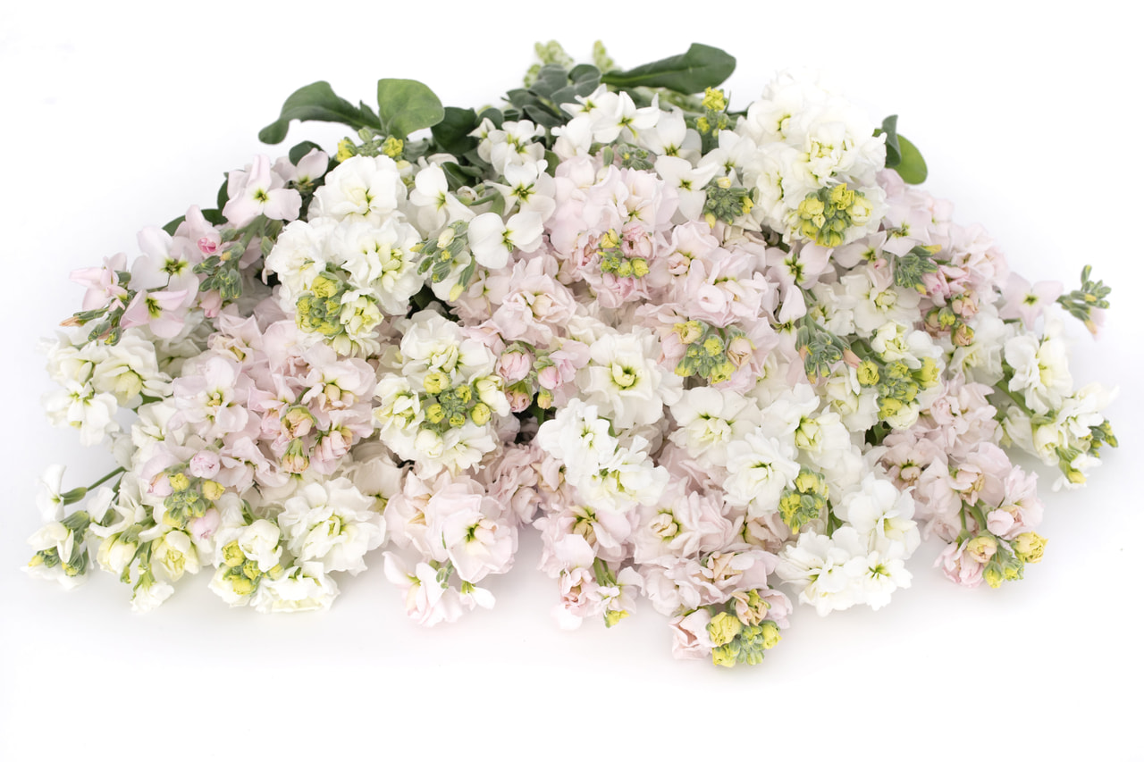 Alhelí StoX White Frost Mix, Loukykvět
