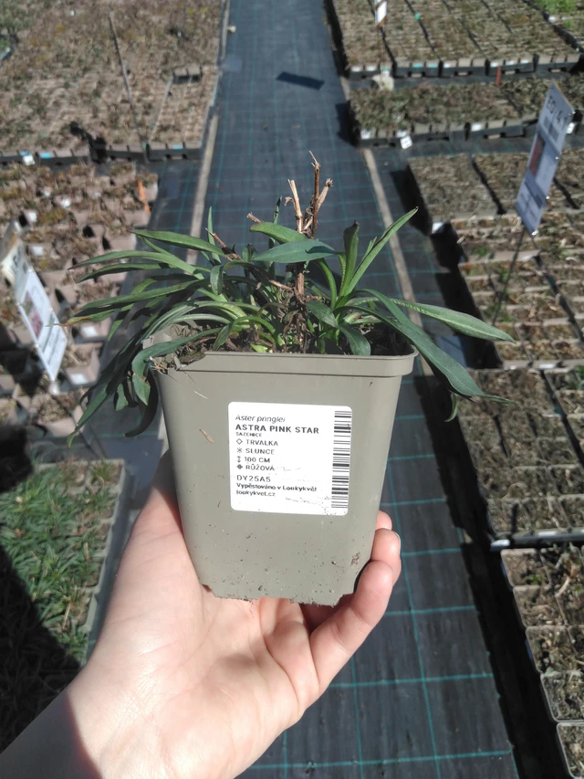 Asteri Pink Star - 3. 4. 2025