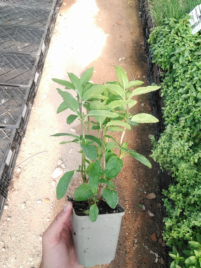 Thaiminttu - 1. 7. 2025