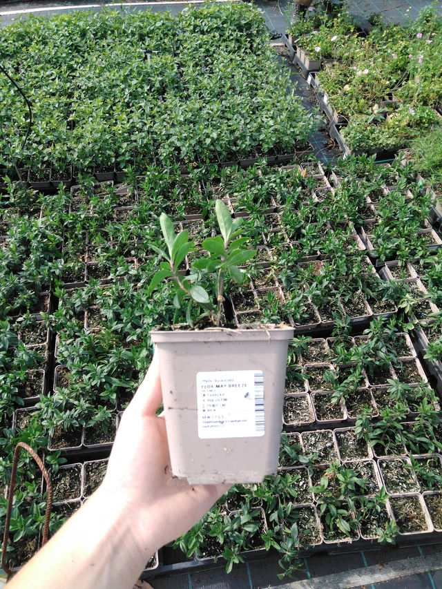 Leimu May Breeze - 2024