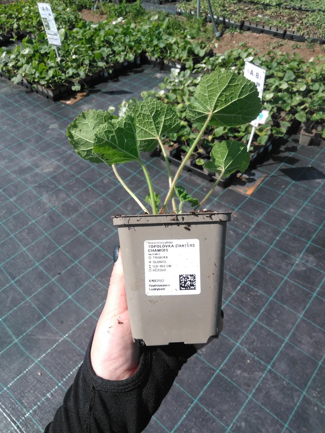 Salkoruusu Chaters Chamois - 13. 5. 2025