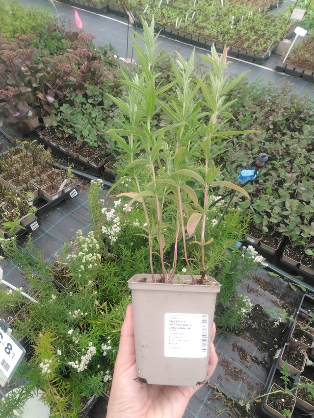 Menta de montaña Virginianum - 2024