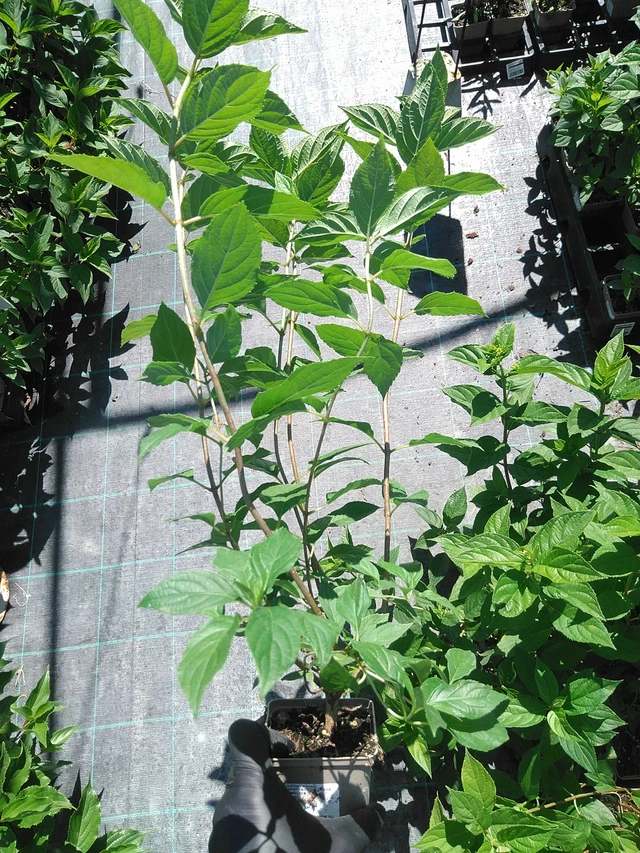 Syyshortensia Limelight - 19. 8. 2025