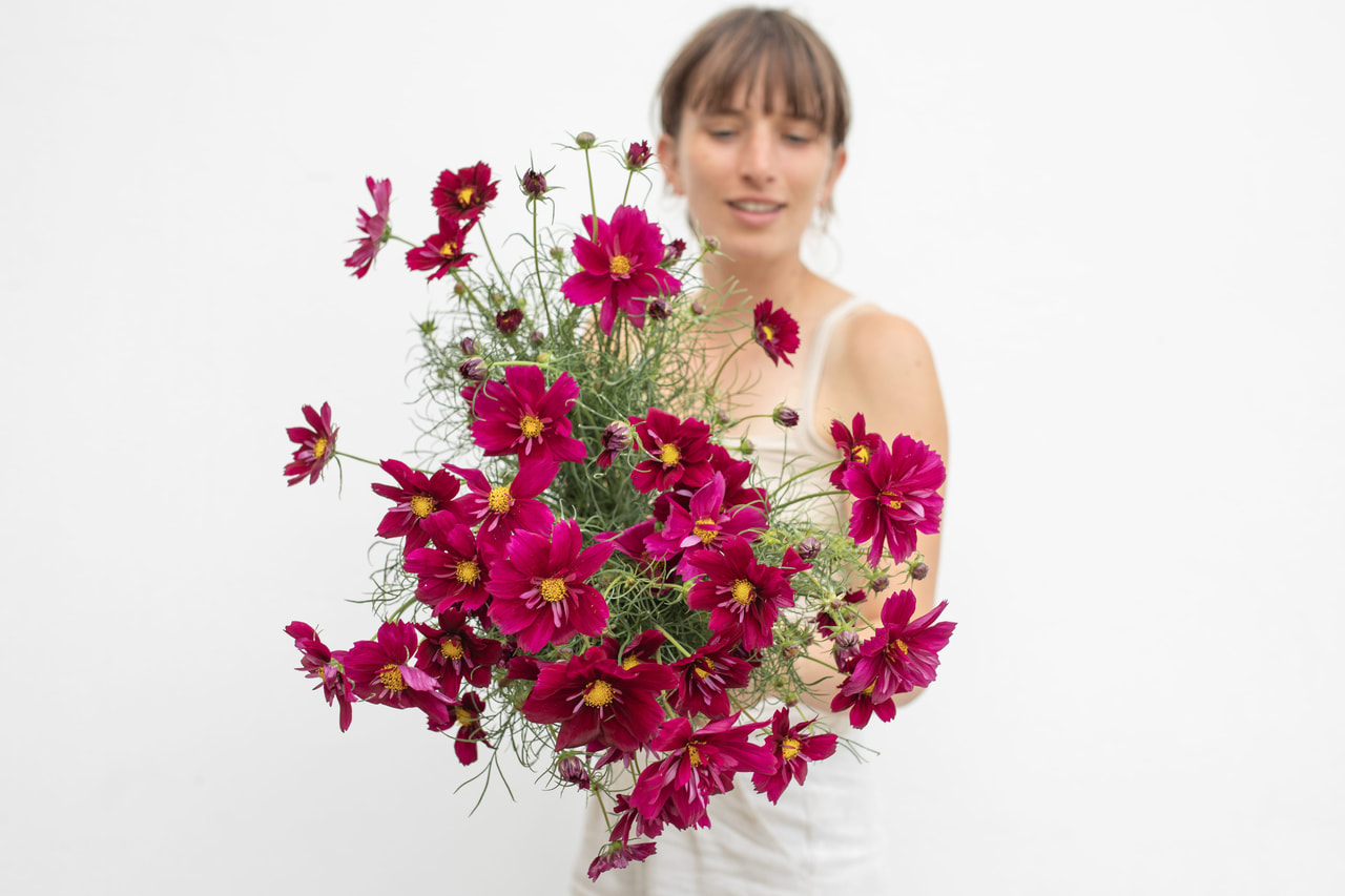 Kosmoskukka Fandago, Loukykvět