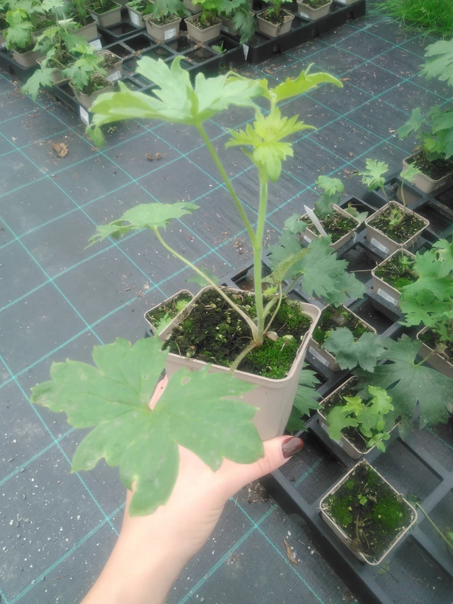 Ritarinkannus Benary’s Pacific Blue Bird - 2024