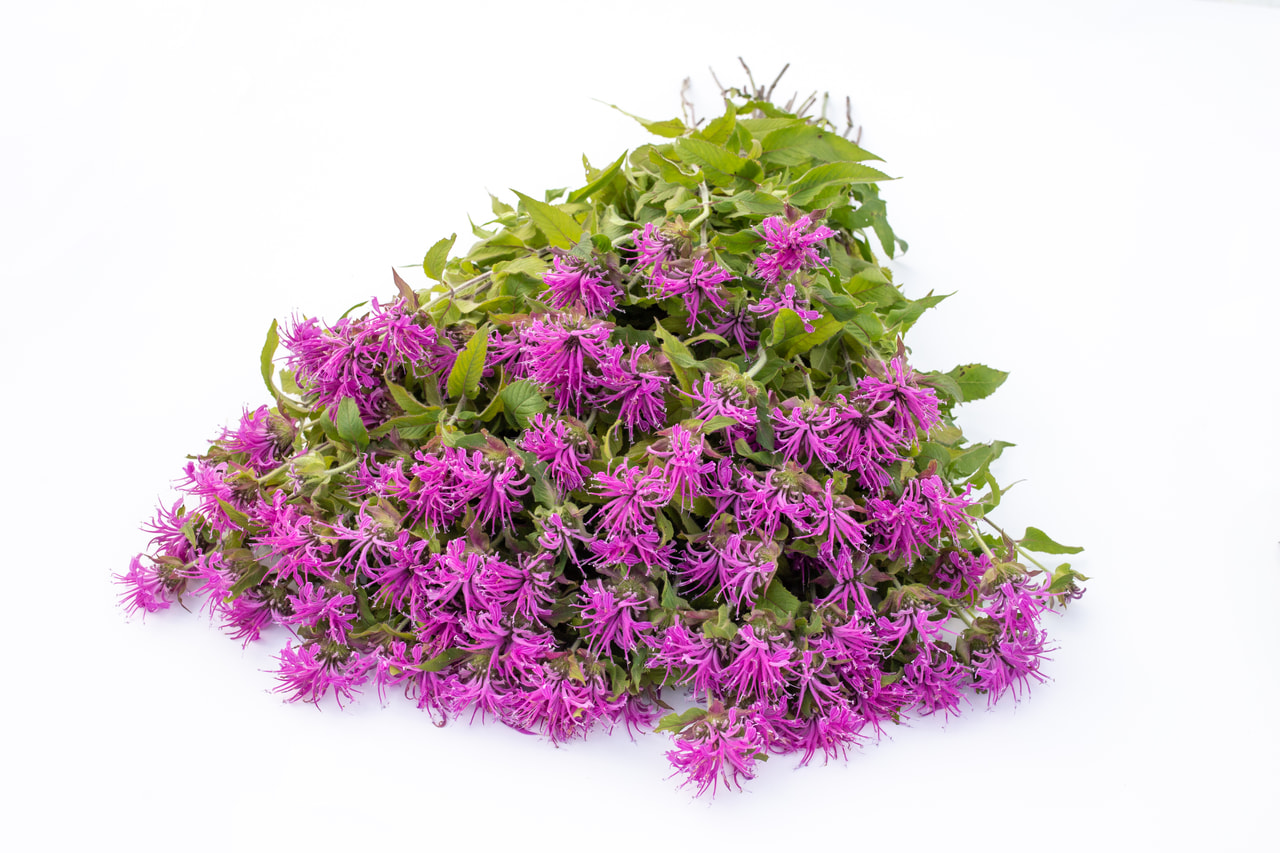 Väriminttu Pink Suprême, Loukykvět