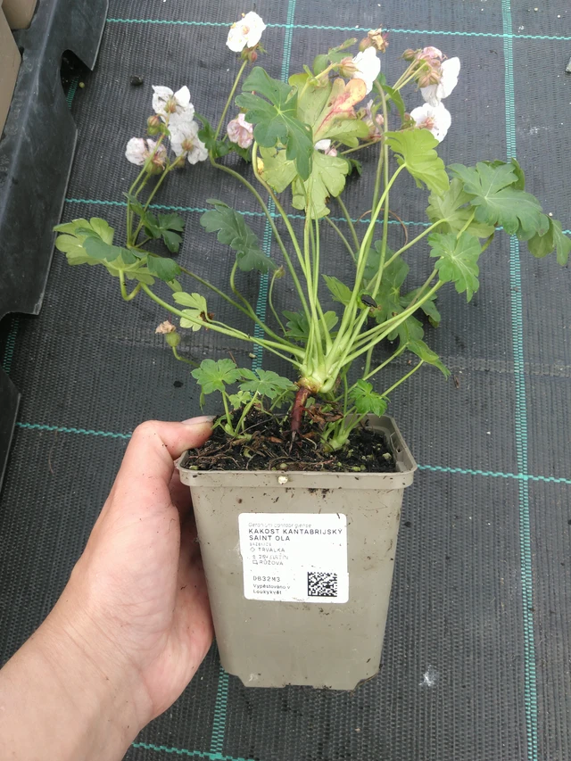 Geranio Saint Ola - 11. 7. 2025