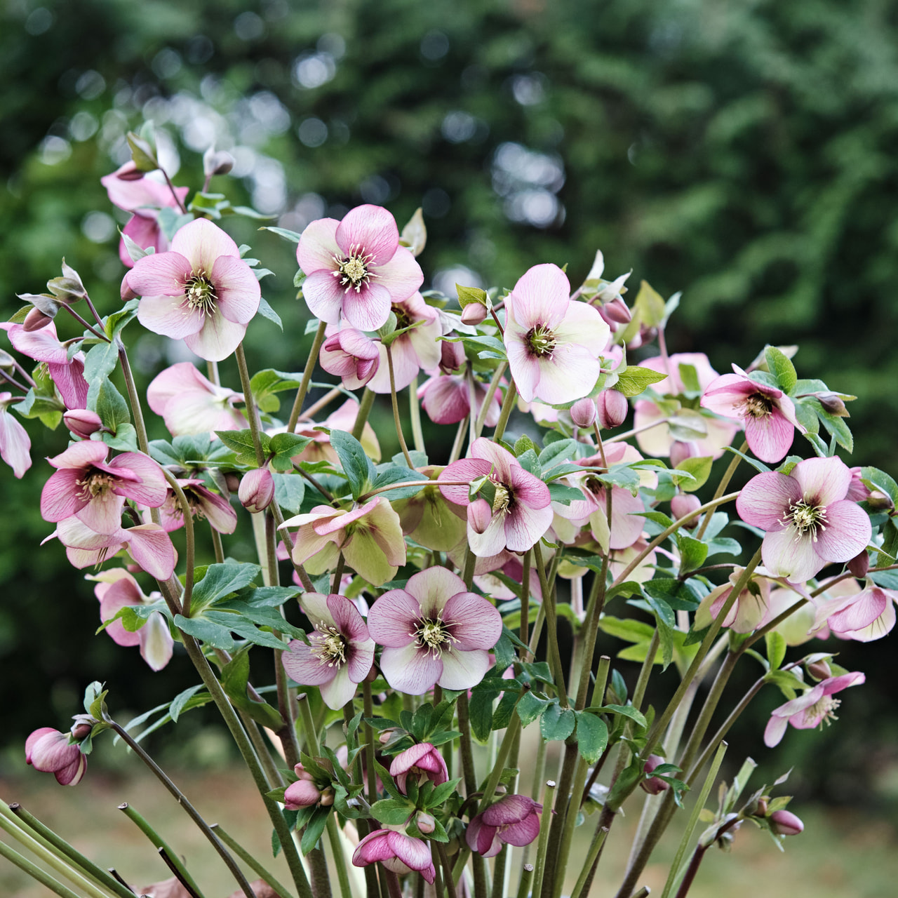 Jouluruusu Queens Picotee, Loukykvět