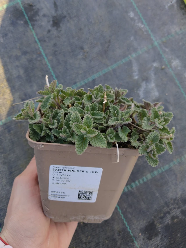 Kissanminttu Walker’s Low - 27. 3. 2026