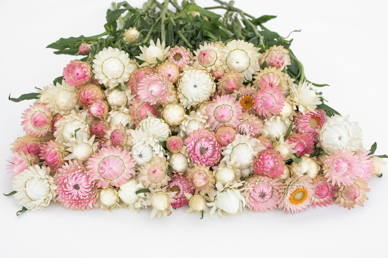 Strohblume Silvery Pink & White Mix, Loukykvět