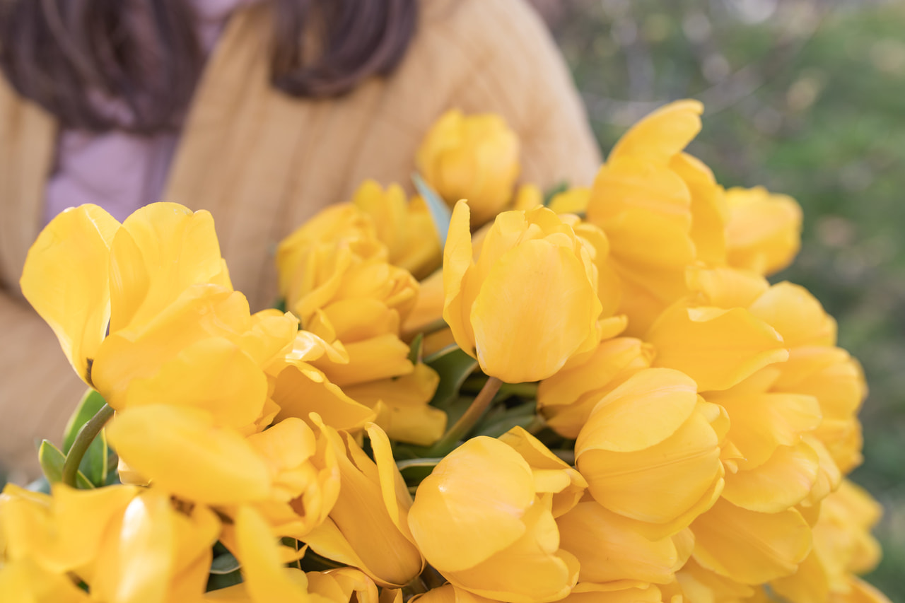 Tulppaani Jaap Groot, Loukykvět