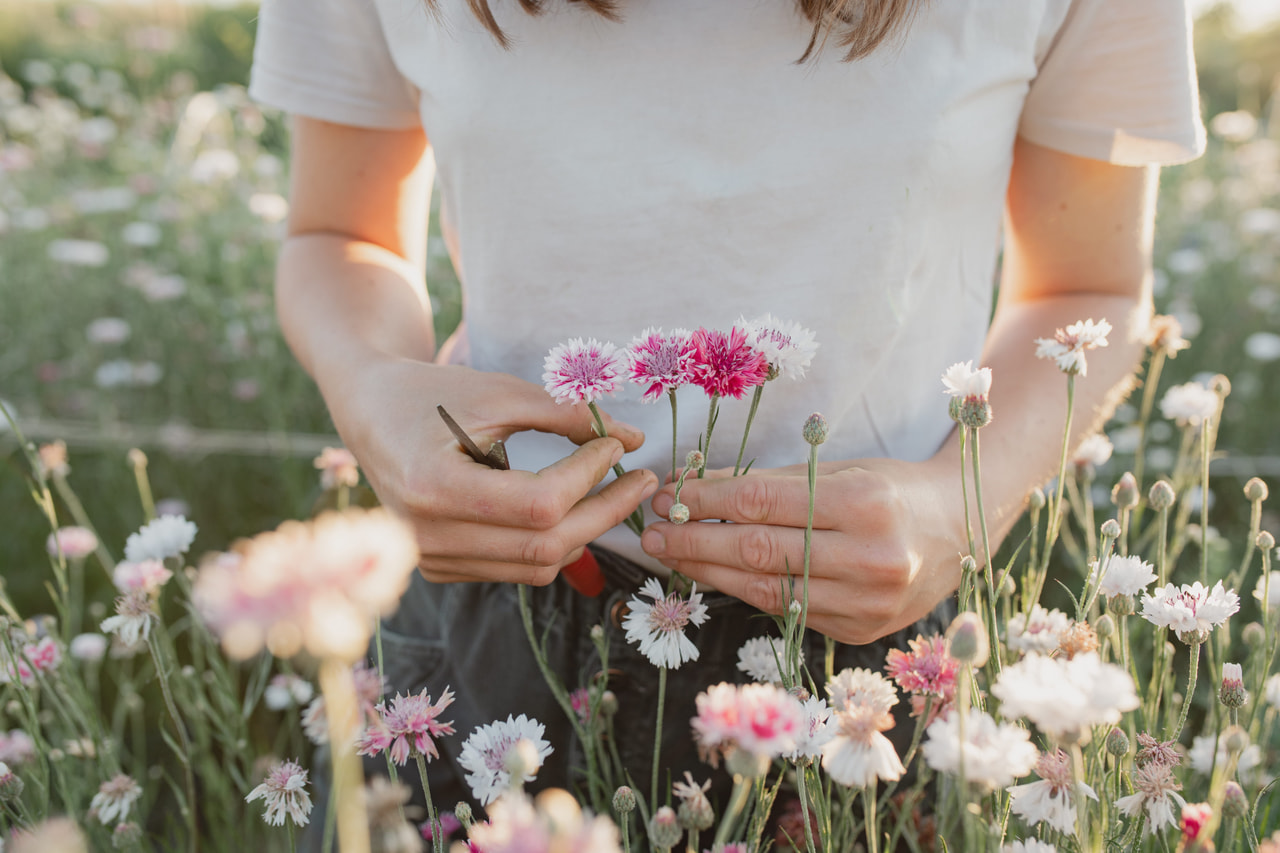 Ruiskaunokki Classic Romantic, Loukykvět