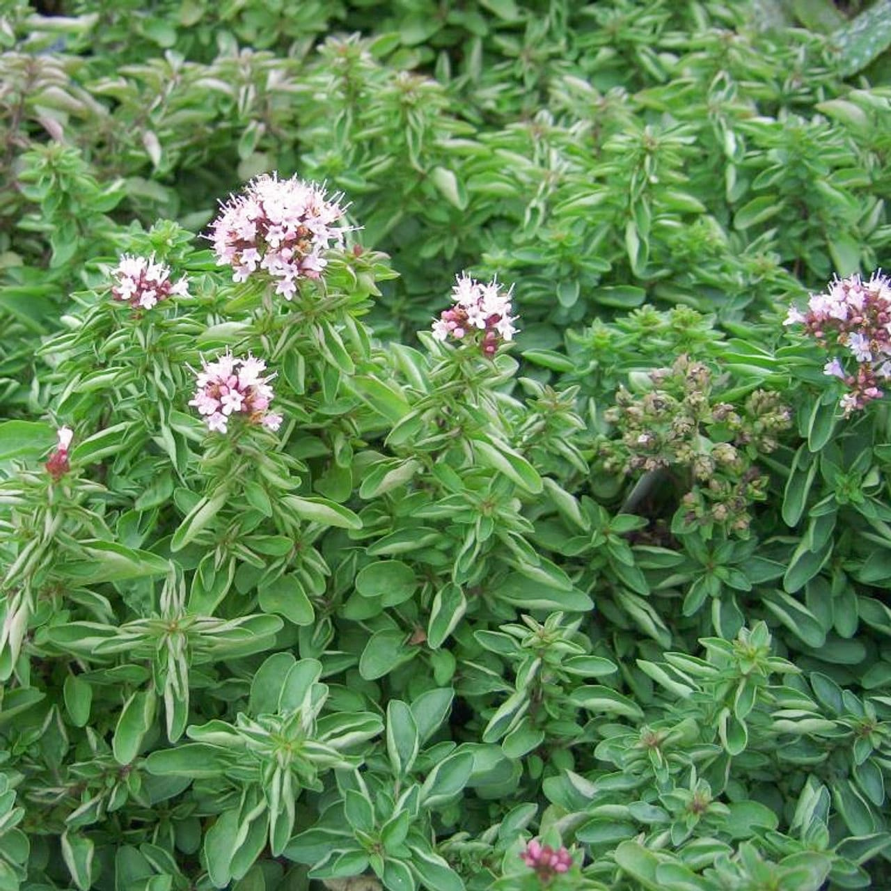 Mäkimeirami, Loukykvět