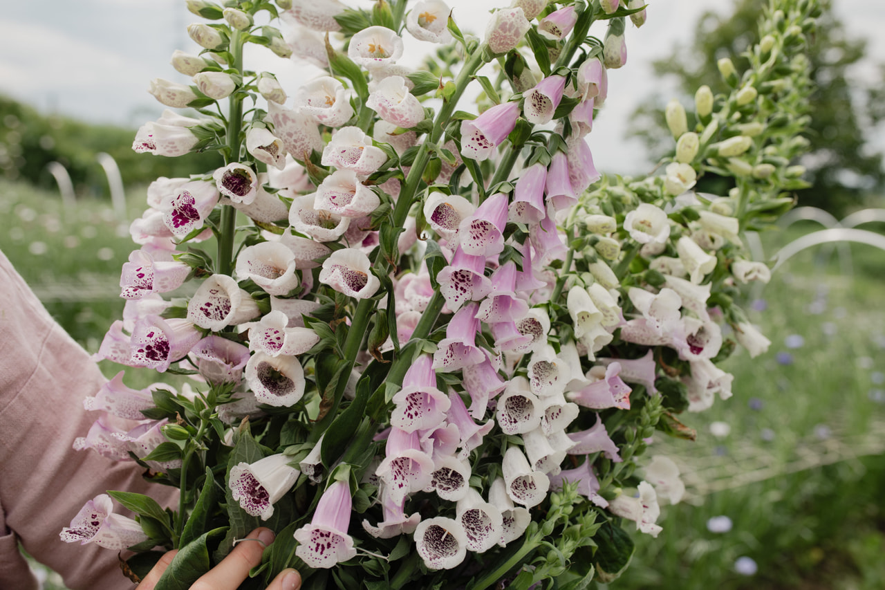 Sormustinkukka Pam’s Choice, Loukykvět