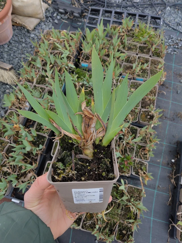 Kurjenmiekka Lime Fizz - 21. 4. 2026