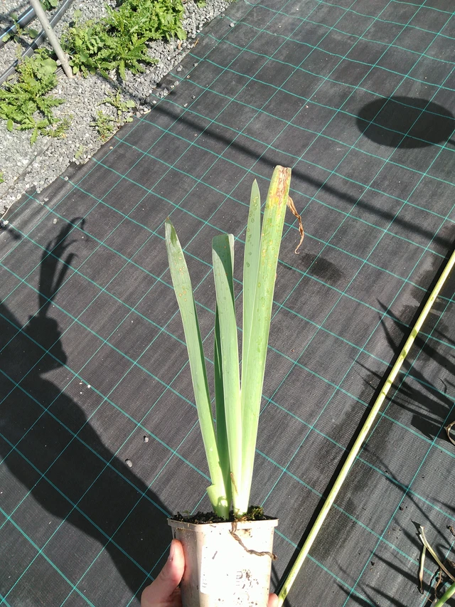 Kurjenmiekka Lugano - 24. 6. 2025