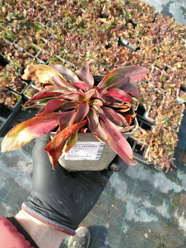 Limonium tataricum - 31. 10. 2025