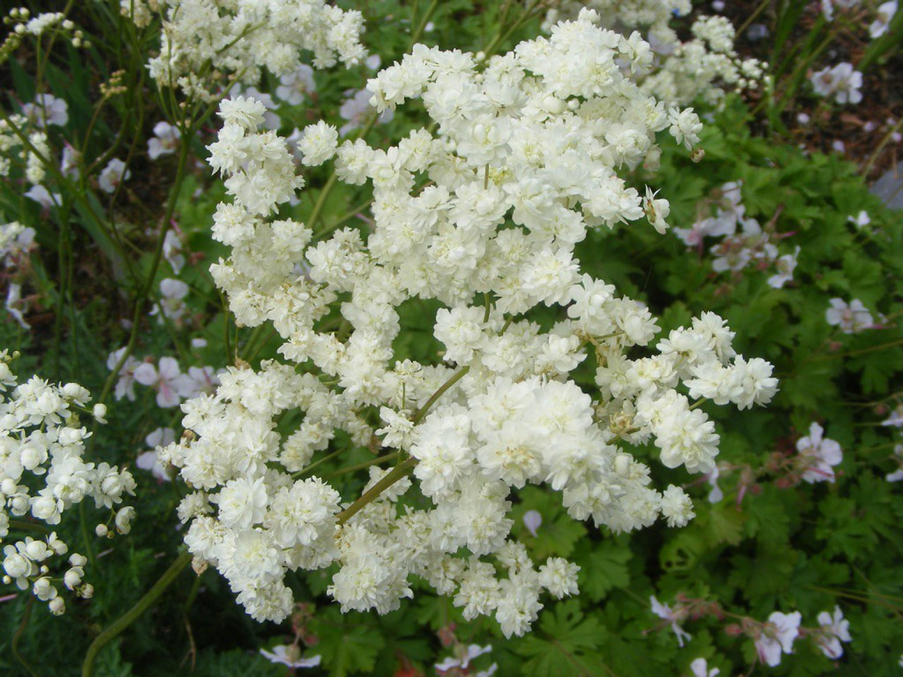 Filipéndula Plena, Loukykvět