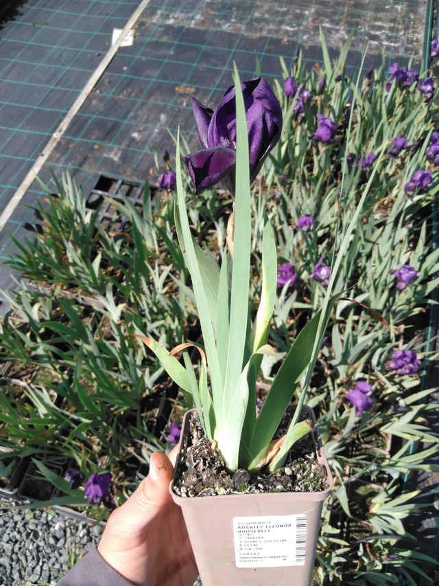 Kurjenmiekka Eleonor Roosevelt - 13. 5. 2025