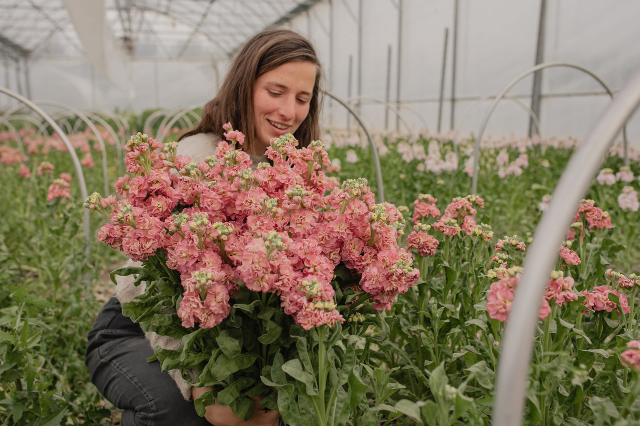 Stock StoX Antique Rose, Loukykvět