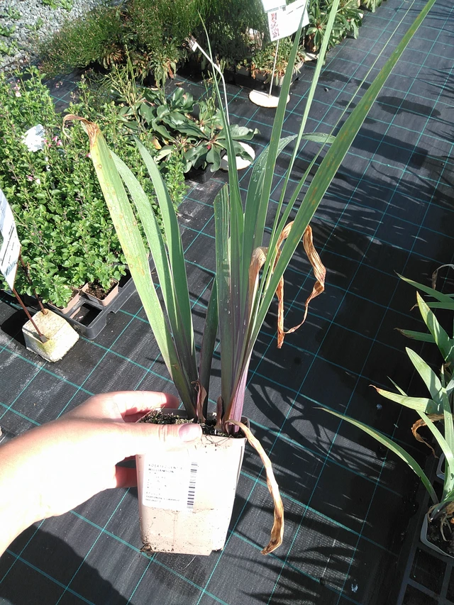 Kurjenmiekka Lent A. Williamson - 11. 7. 2025