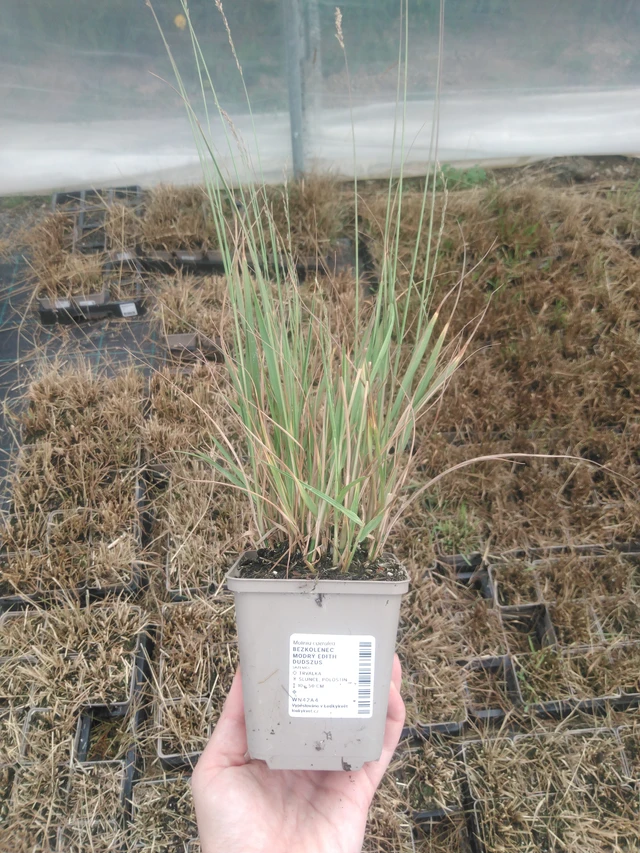 Molinia Edith Dudszus - 2024