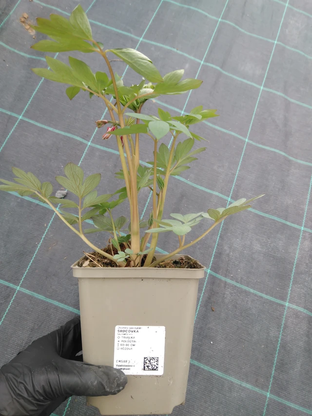 Särkynytsydän - 1. 4. 2026