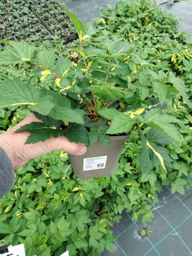 Filipendula Variegata - 9. 6. 2025