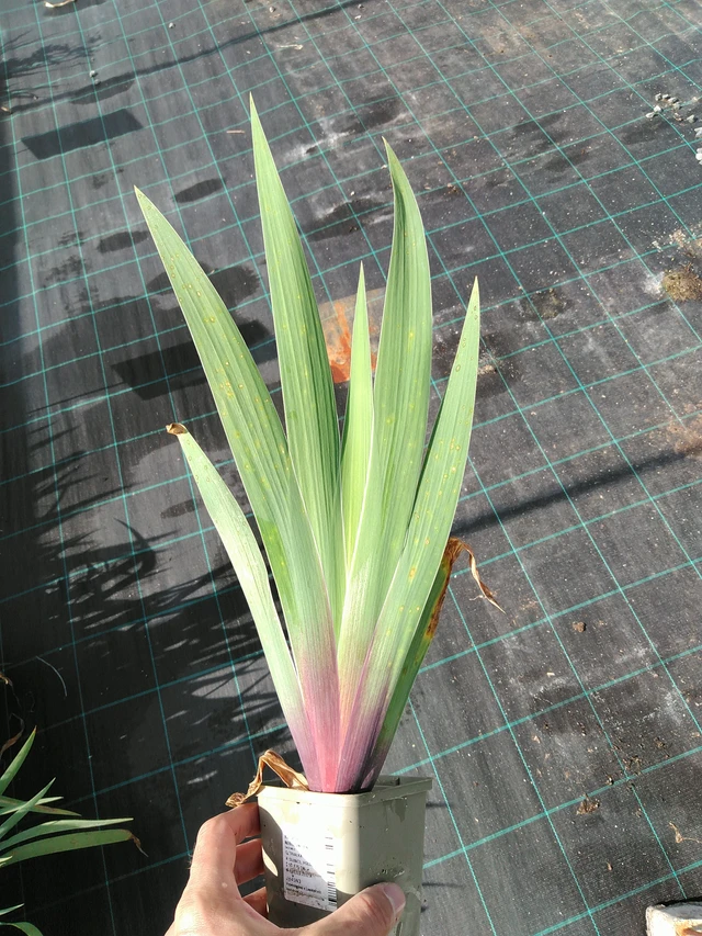 Kurjenmiekka Nibelungen - 24. 6. 2025