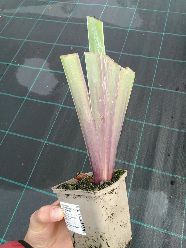 Kurjenmiekka Lent A. Williamson - 28. 7. 2025