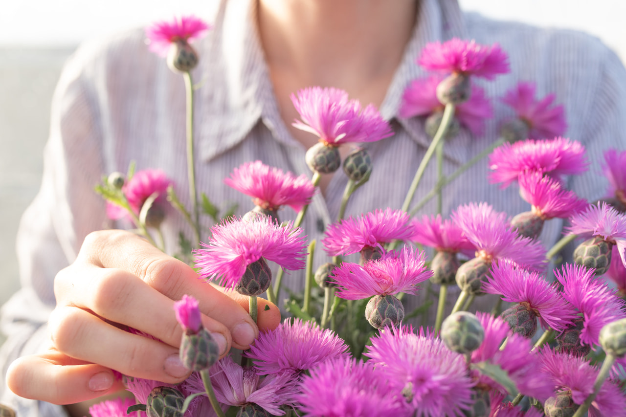 Aciano imperial Splendens, Loukykvět