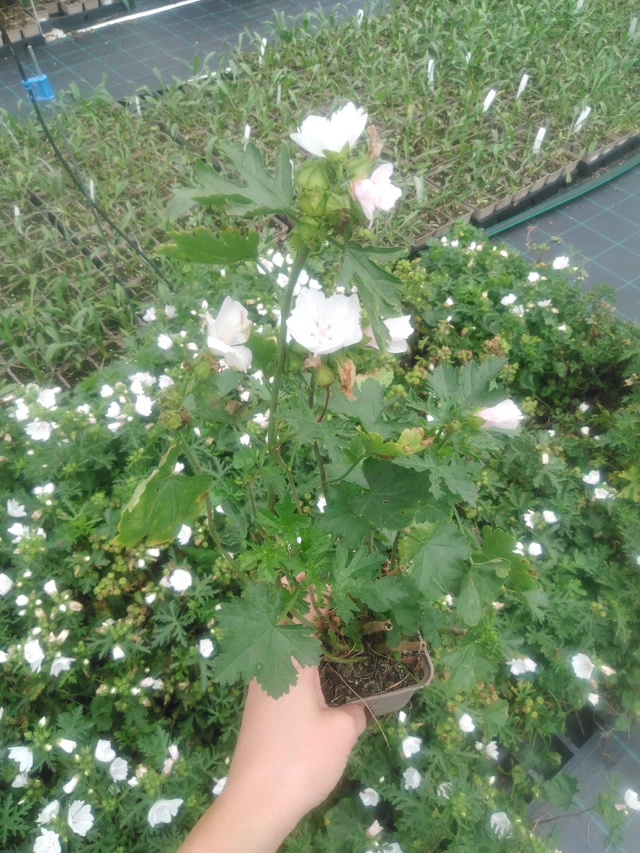 Myskimalva Alba - 2024