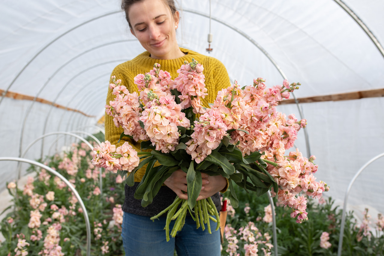 Levkoija Katz Apricot, Loukykvět