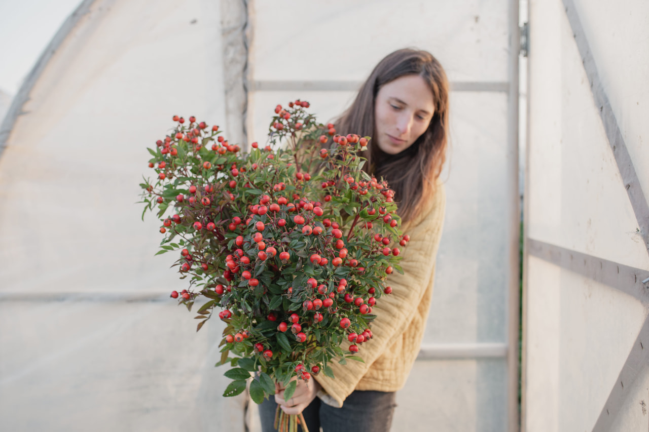 Rosa Magical Delight (Kolmade), Loukykvět