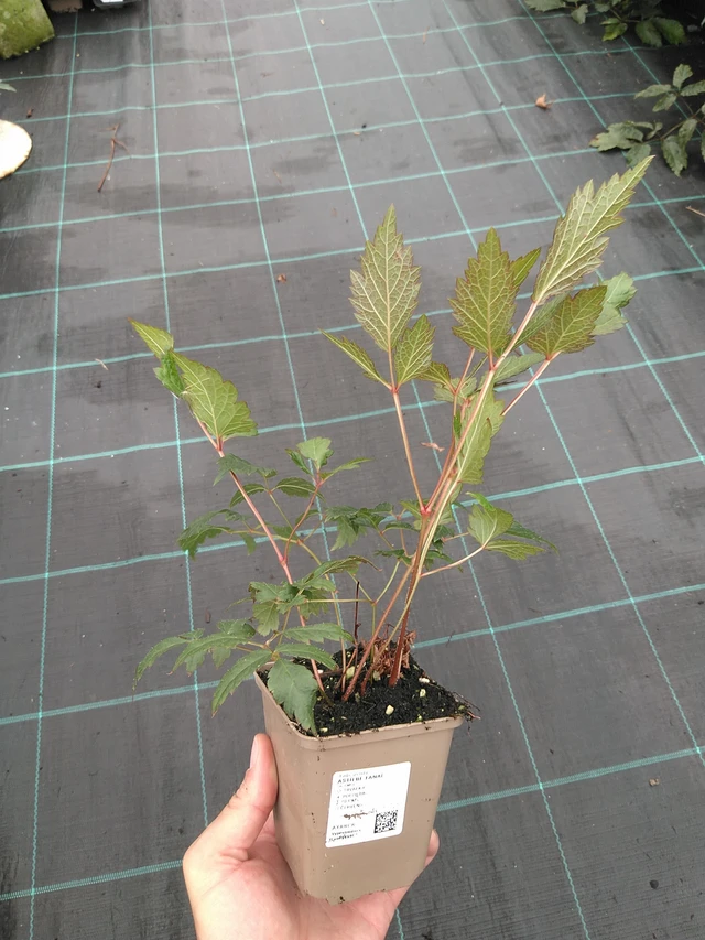 Jaloangervo Fanal - 21. 7. 2025