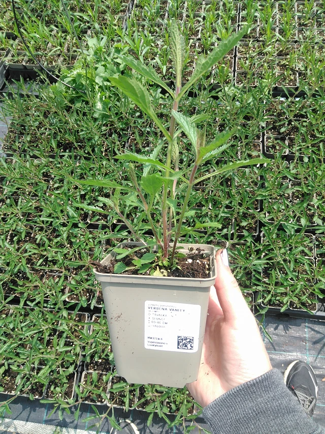 Verbena Vanity - 9. 6. 2025