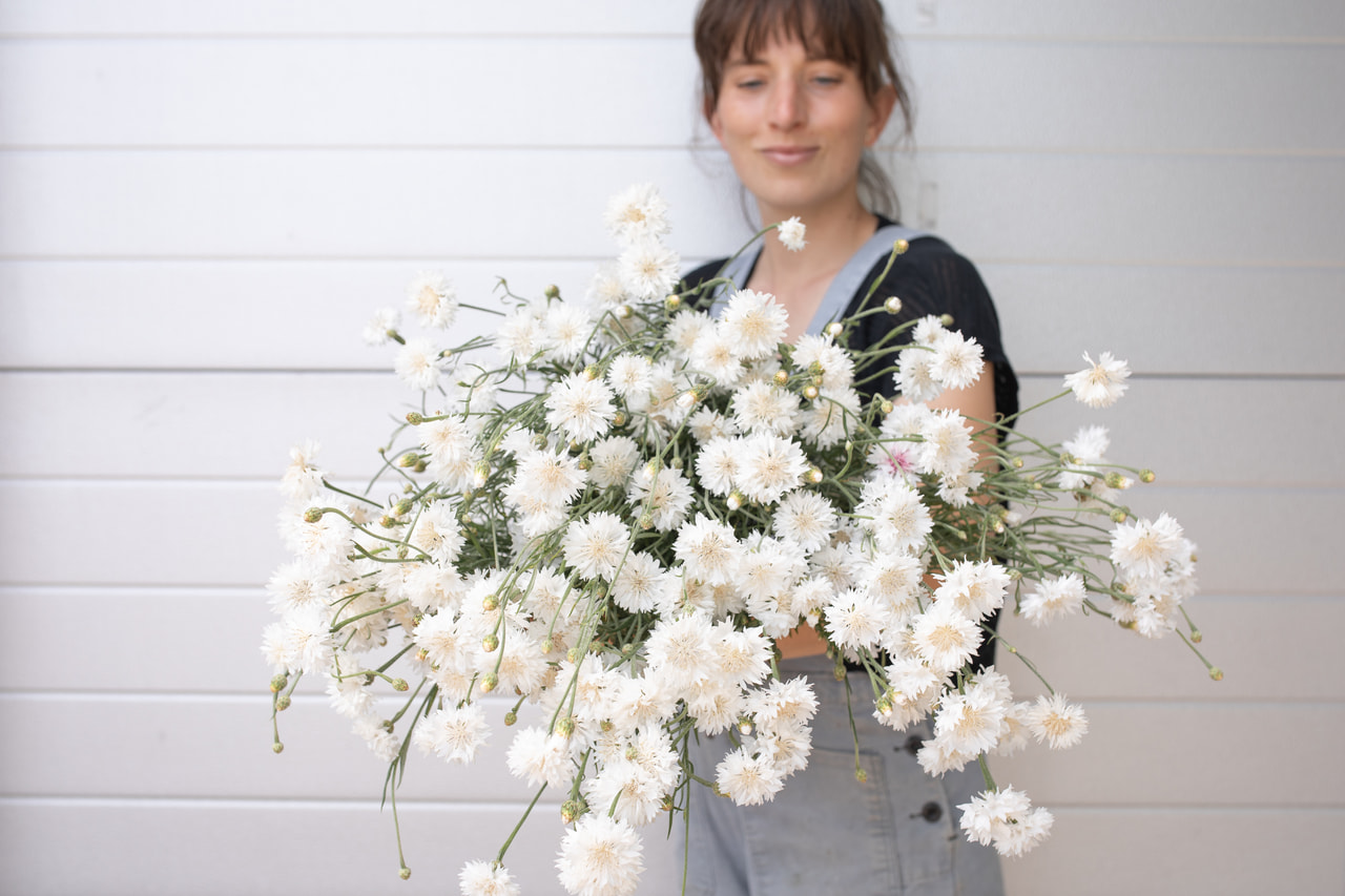 Aciano Tall Double Snowman, Loukykvět