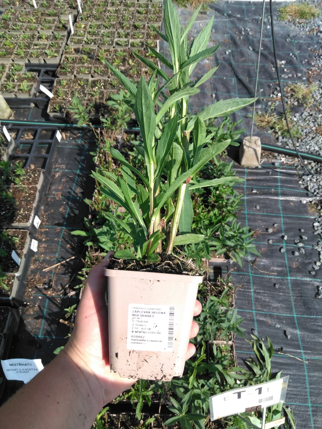 Hohdekukka Helena Red Shades - 2024