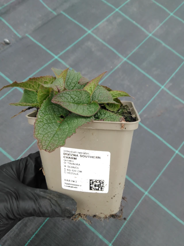 Verbascum Southern Charm - 1. 4. 2026