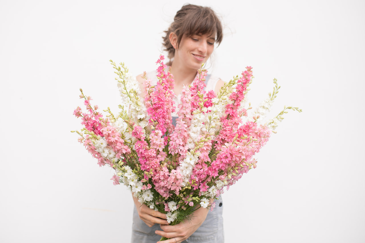 Espuela de caballero Sweetbar Mix, Loukykvět