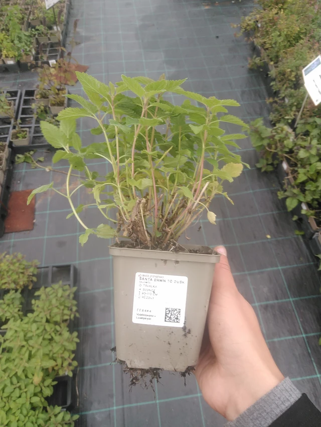 Kissanminttu Dawn to Dusk - 10. 10. 2025