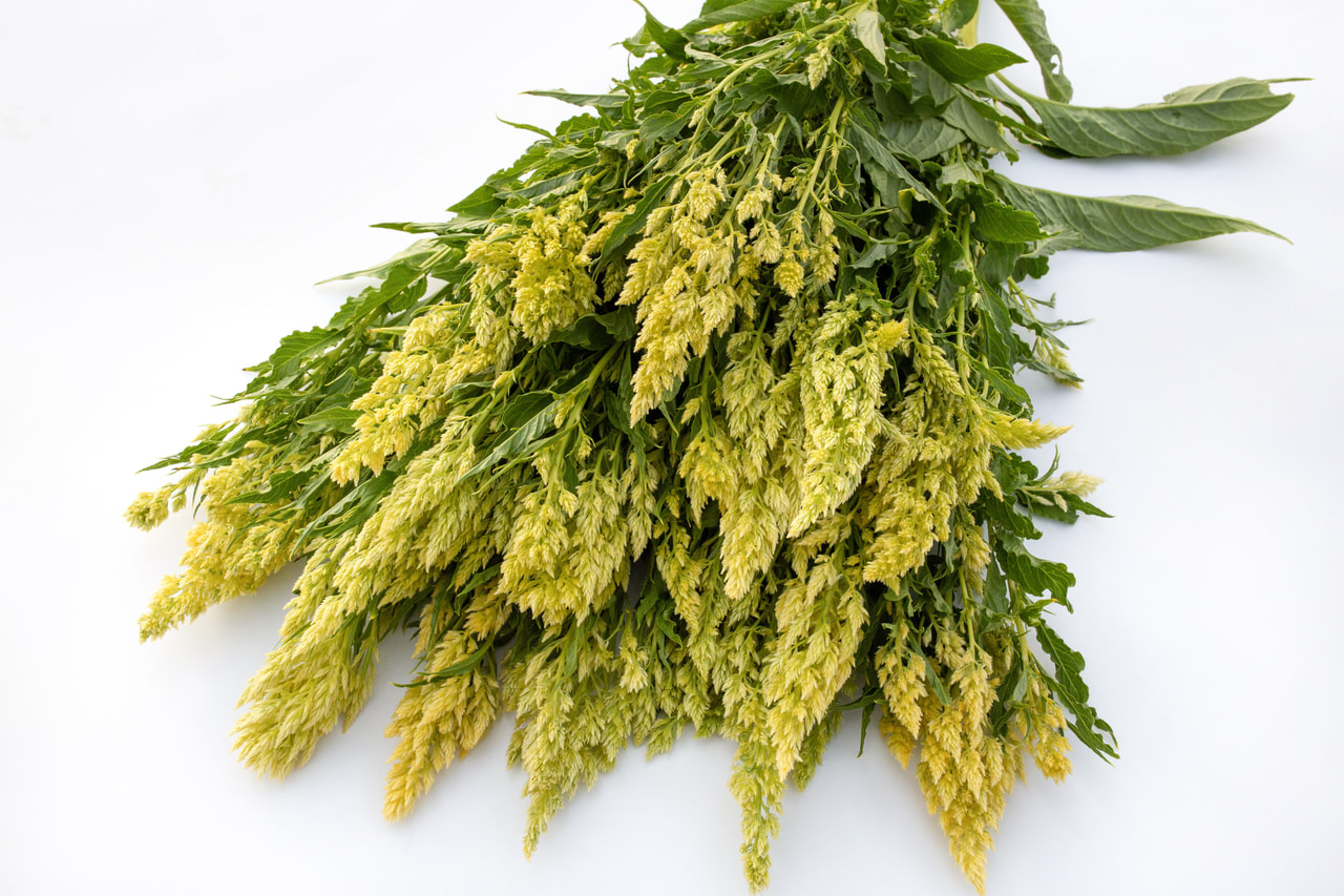 Kukonpyrstö Sylphid, Loukykvět