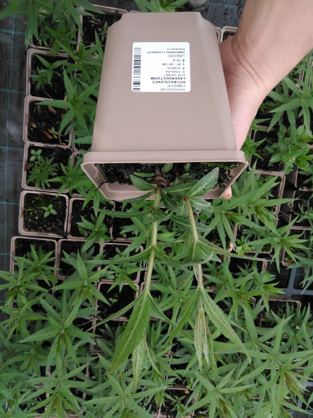 Tädykearvio Lavendelturm - 2024