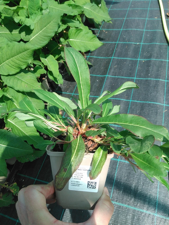 Konnantatar Superba - 24. 6. 2025