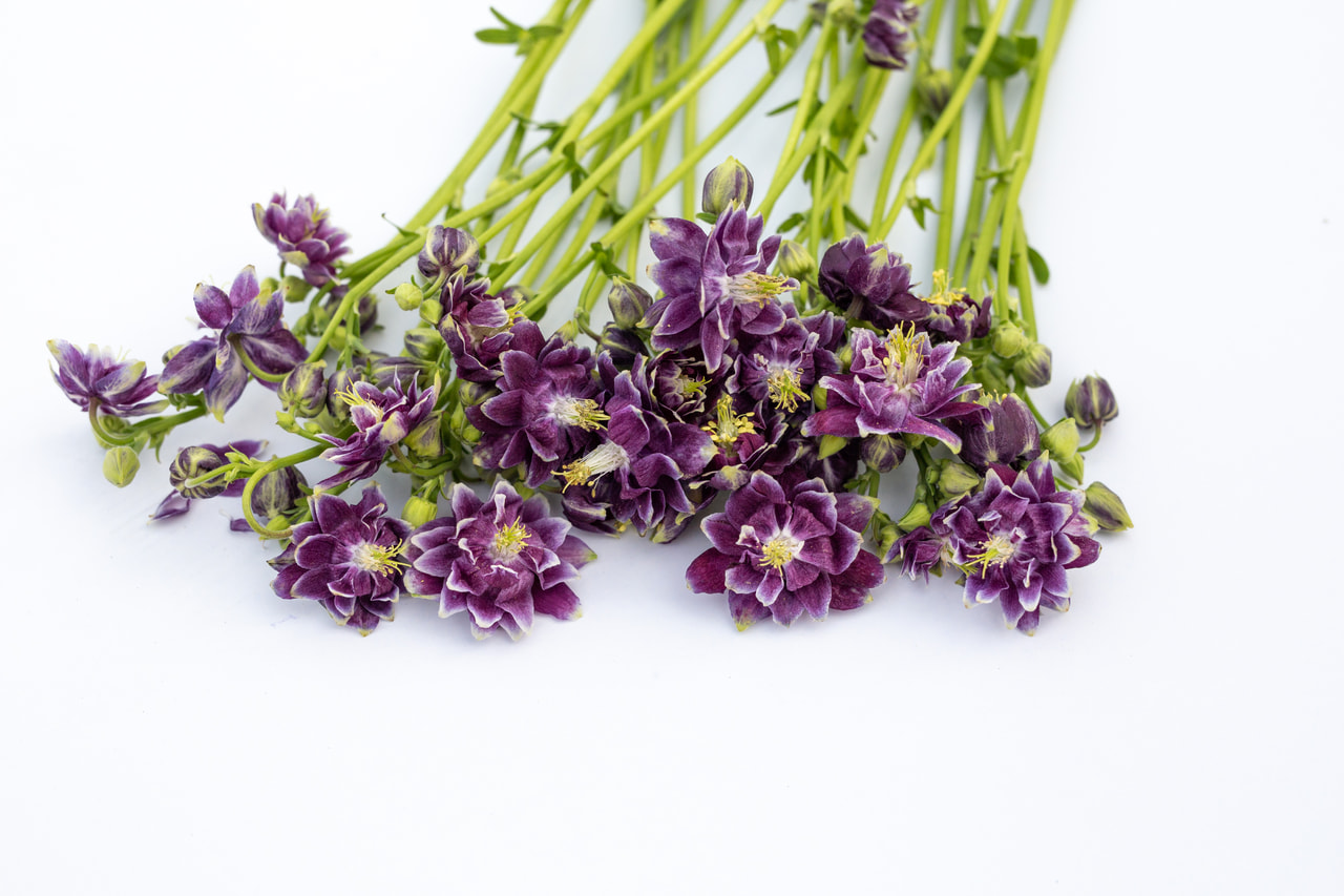 Aguileña Purple Barlow, Loukykvět