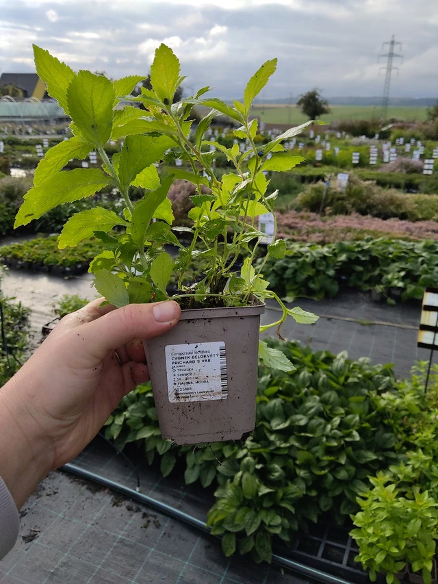 Maitokello Prichard's Var. - 9. 10. 2025