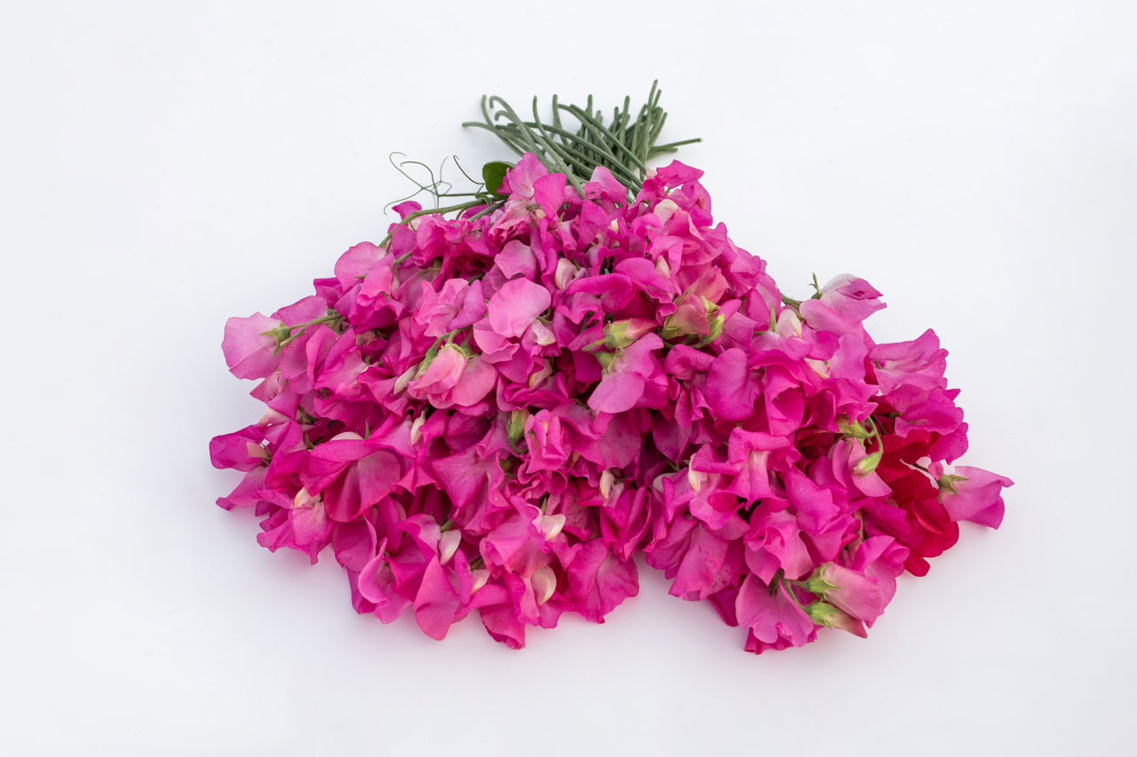 Lathyrus Winter Sunshine Rose, Loukykvět