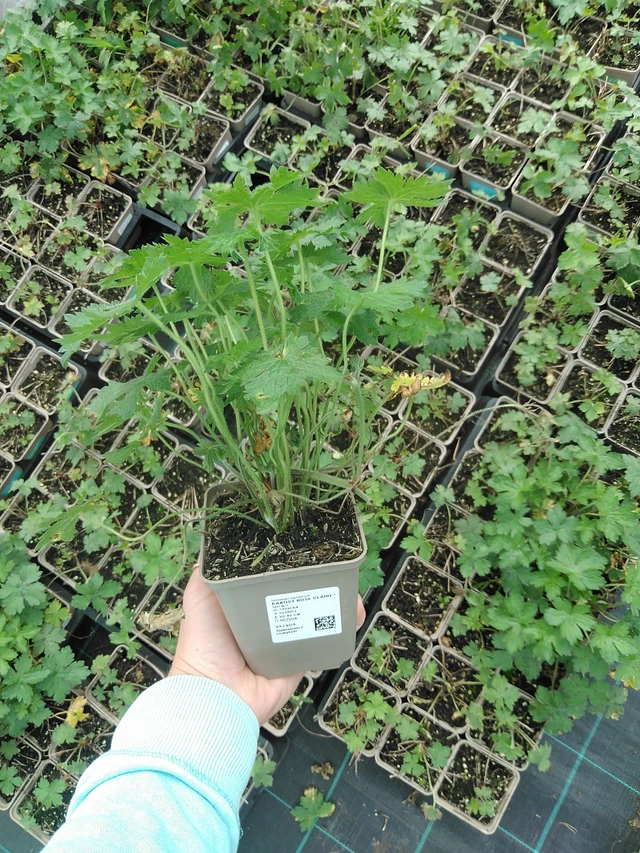 Kurjenpolvi Rose Claire - 9. 6. 2025